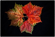 Macro Photography  Macro Photography : Macro PhotographyMacro Photography