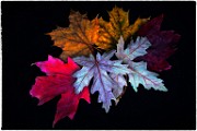 Macro Photography  Macro Photography : Macro PhotographyMacro Photography