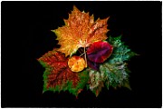 Macro Photography  Macro Photography : Macro PhotographyMacro Photography