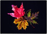 Macro Photography  Macro Photography : Macro Photography