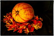 Macro Photography  Macro Photography : Macro Photography