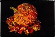Macro Photography  Macro Photography : Macro Photography