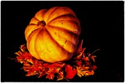 Macro Photography  Macro Photography : Macro Photography