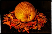Macro Photography  Macro Photography : Macro Photography