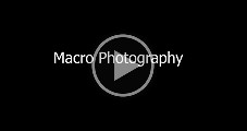 Macro Photography, Dec 2024