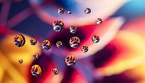 Macro Photography  Macro Photography : Macro Photography