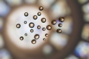 Macro Photography  Macro Photography : Macro Photography