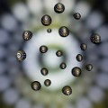 Macro Photography  Macro Photography : Macro Photography