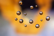 Macro Photography  Macro Photography : Macro Photography