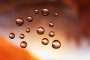 Macro Photography  Macro Photography : Macro Photography