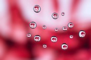 Macro Photography  Macro Photography : Macro Photography