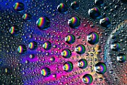 Water Droplets Macro Photography  Macro Photography : Macro Photography