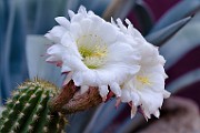 Argentine Giant Catus : Night-blooming cereus, Night Bloom, Argentine Giant Catus