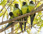 Nikon 200-500mm f/5.6 Test Shots-Black-hooded or Nanday Parakeet