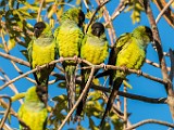 Nikon 200-500mm f/5.6 Test Shots-Black-hooded or Nanday Parakeet