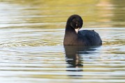 Nikon 200-500mm f/5.6 Test Shots-American Coot