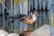 Nikon 200-500mm f/5.6 Test Shots