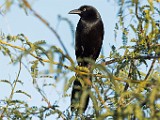 Nikon 200-500mm f/5.6 Test Shots-Great-tailed Grackle,  Male