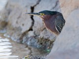 Nikon 200-500mm f/5.6 Test Shots-Green Heron