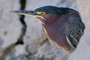 Nikon 200-500mm f/5.6 Test Shots-Green Heron  Green Heron Close up