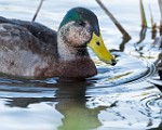 Nikon 200-500mm f/5.6 Test Shots-Mallard