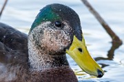 Nikon 200-500mm f/5.6 Test Shots-Mallard  Close Up