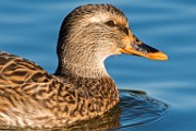 Nikon 200-500mm f/5.6 Test Shots-Mallard  Close Up