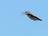 Nikon 200-500mm f/5.6 Test Shots-Hummingbird and Nat