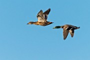 Nikon 200-500mm f/5.6 Test Shots-Mallard