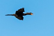 Nikon 200-500mm f/5.6 Test Shots-Double Crested Cormorant