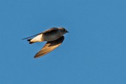 Nikon 200-500mm f/5.6 Test Shots-Vaux's Swift