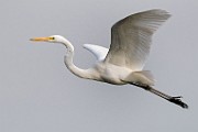 Nikon 200-500mm f/5.6 Test Shots-Great Egret