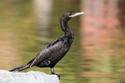 Nikon 200-500mm f/5.6 Test Shots-Double Crested Cormorant