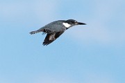 Nikon 200-500mm f/5.6 Test Shots-Water Kingfisher