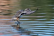 American Wigeon - sequence 3 of 5 : Bird in Flight