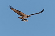 Osprey : Bird in Flight