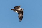 Osprey : Bird in Flight