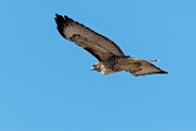 Red-tailed Hawk