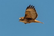 Red-tailed Hawk : Bird in Flight