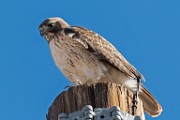 Red-tailed Hawk : Bird in Flight