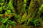 Olympic National Park : Olympic National Park
