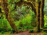 Olympic National Park : Olympic National Park