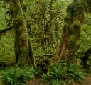 Olympic National Park : Olympic National Park