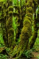 Olympic National Park : Olympic National Park