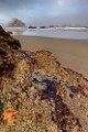 Oregon Coast