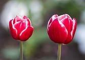 Pearl Street Mall Tulips, Boulder CO April 2018