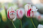Pearl Stree Mall Tulips  Pearl Street Tulips