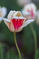 Pearl Stree Mall Tulips  Pearl Street Tulips