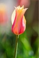 Pearl Stree Mall Tulips  Pearl Street Tulips