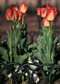 Pearl Stree Mall Tulips  Pearl Street Tulips